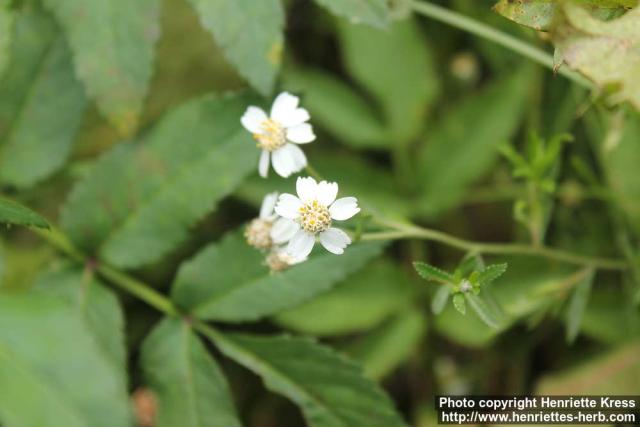 Photo: Achillea ptarmica 6.