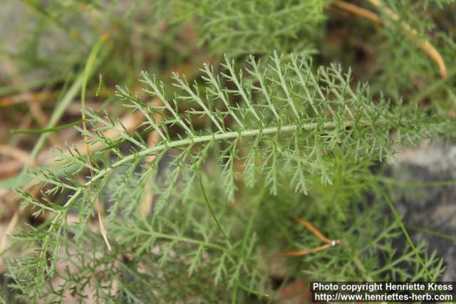 Photo: Achillea millefolium 21.