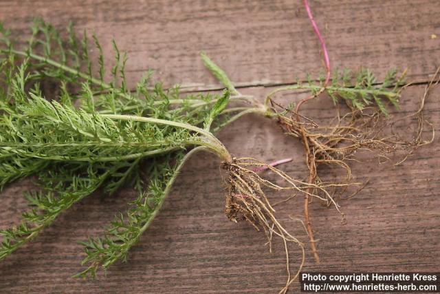 Photo: Achillea millefolium 23.