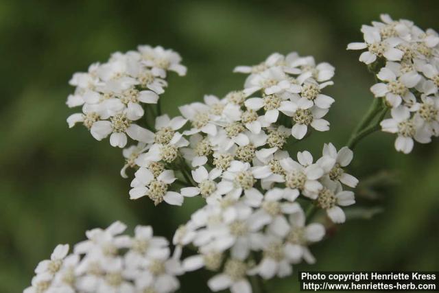 Photo: Achillea millefolium 26.