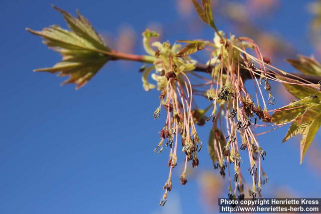 Photo: Acer negundo 07.