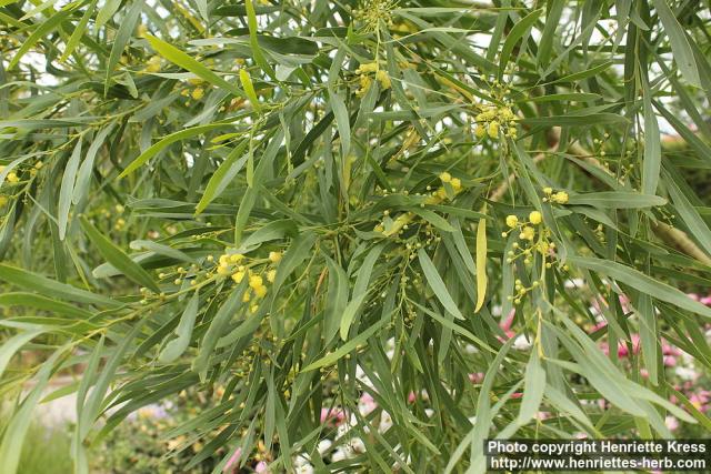 Photo: Acacia retinodes 0.