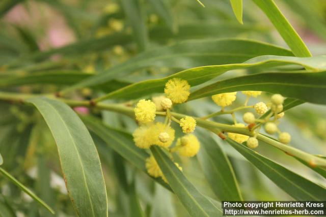 Photo: Acacia retinodes 1.