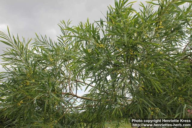 Photo: Acacia retinodes 2.