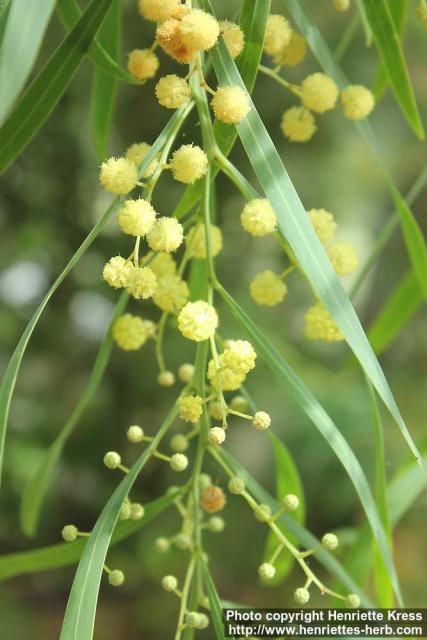 Photo: Acacia retinodes 4.