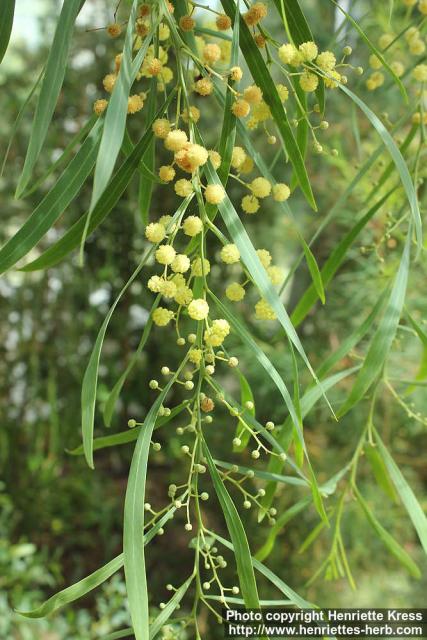 Photo: Acacia retinodes 5.