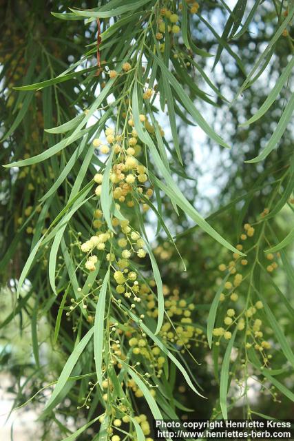 Photo: Acacia retinodes 6.