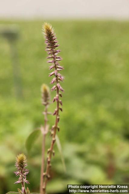 Photo: Achyranthes aspera 1.