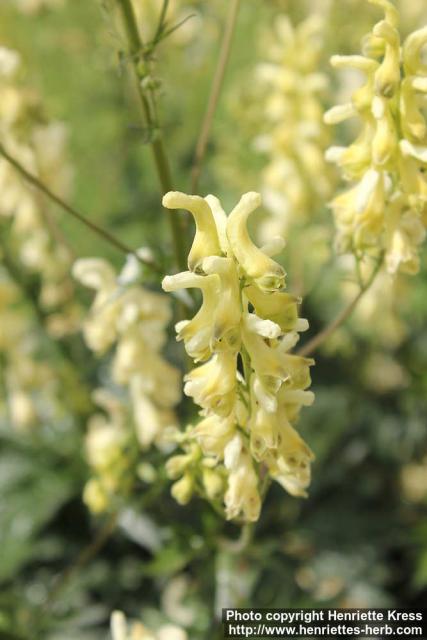 Photo: Aconitum anthora 1.