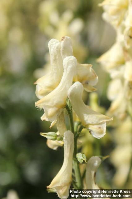 Photo: Aconitum anthora 2.