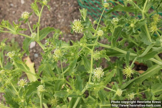 Photo: Acicarpha tribuloides 1.