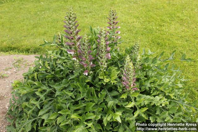 Photo: Acanthus spinosus 2.