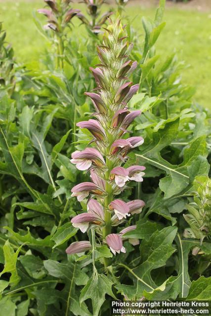 Photo: Acanthus spinosus 4.