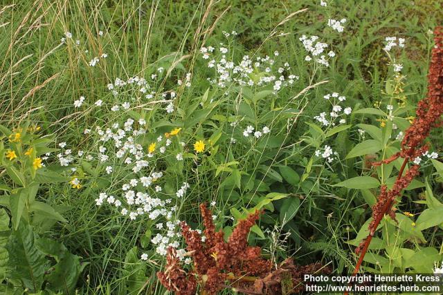 Photo: Achillea ptarmica 07.