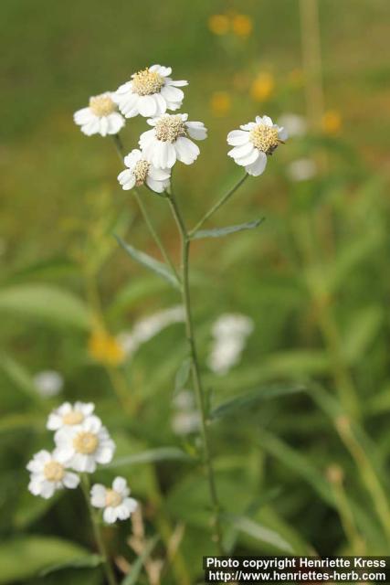 Photo: Achillea ptarmica 08.