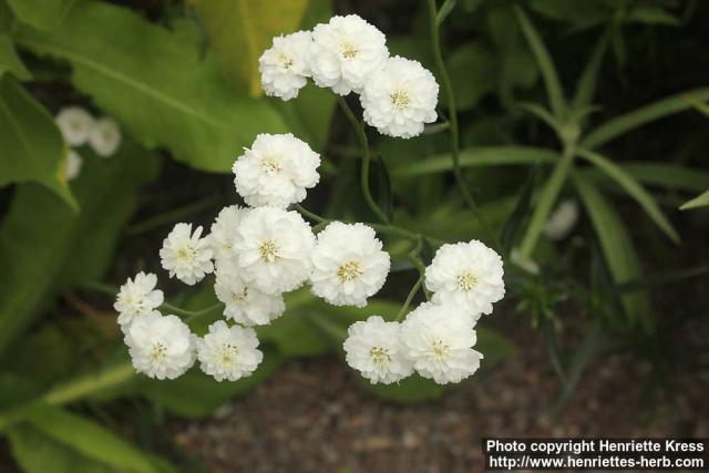 Photo: Achillea ptarmica 12.