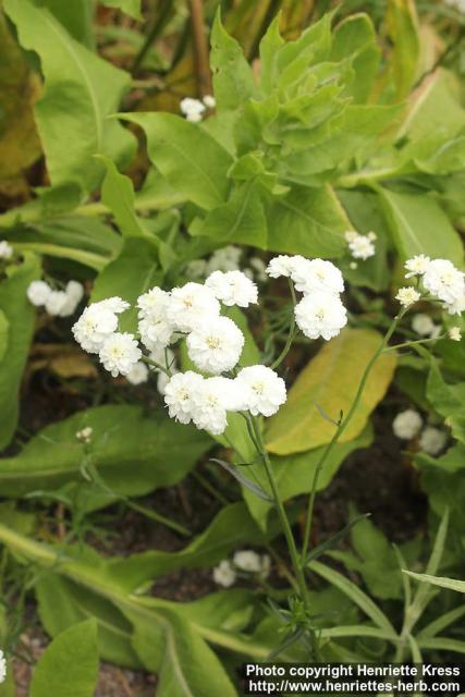 Photo: Achillea ptarmica 13.