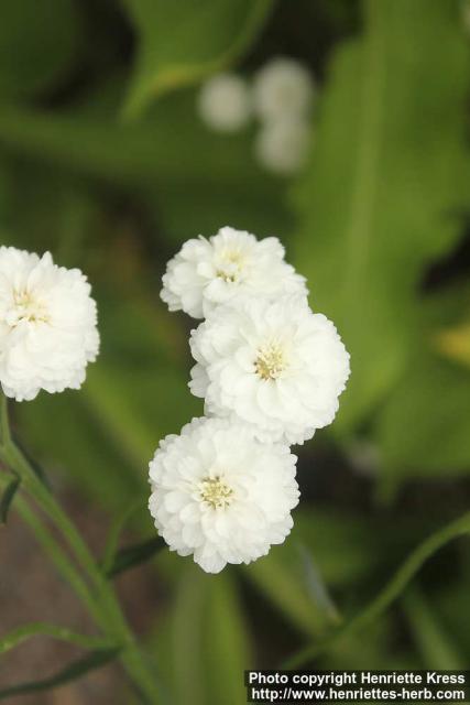 Photo: Achillea ptarmica 14.