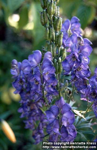 Photo: Aconitum napellus.