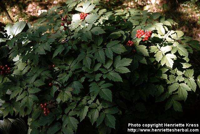 Photo: Actaea rubra 1.