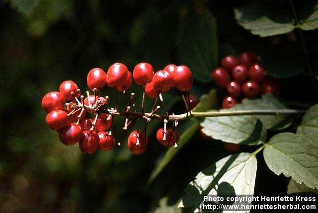 Photo: Actaea rubra.