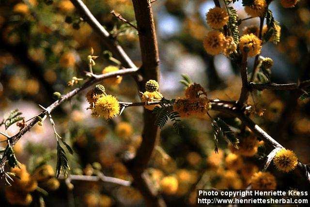 Photo: Acacia constricta 1.