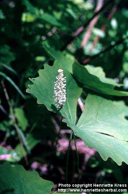 Photo: Achlys triphylla 1.