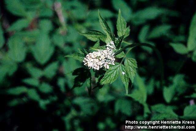 Photo: Actaea rubra 6.