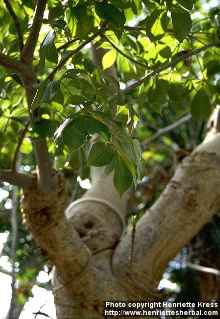 Photo: Adansonia digitata.