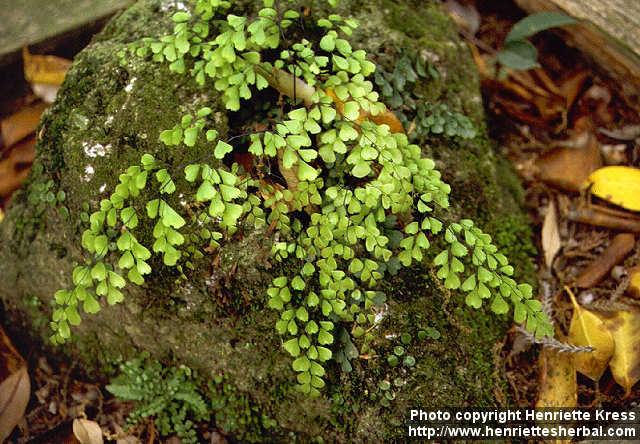 Photo: Adiantum monochlamys.