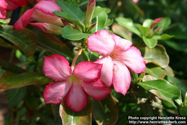 Photo: Adenium obesum.