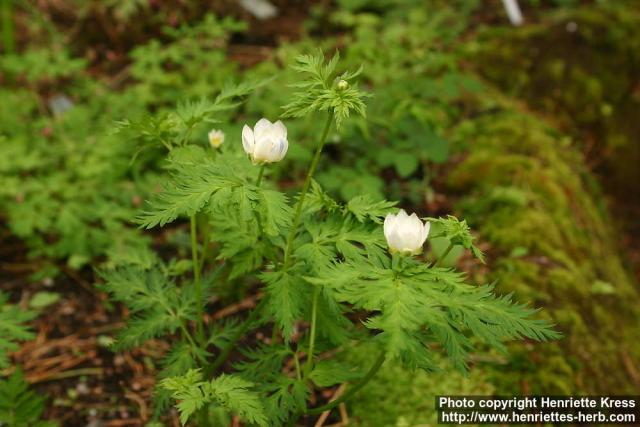 Photo: Adonis davidii.