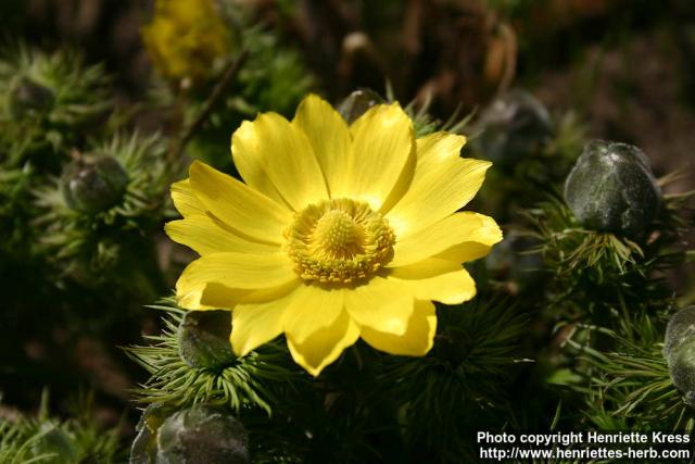 Photo: Adonis vernalis 7.