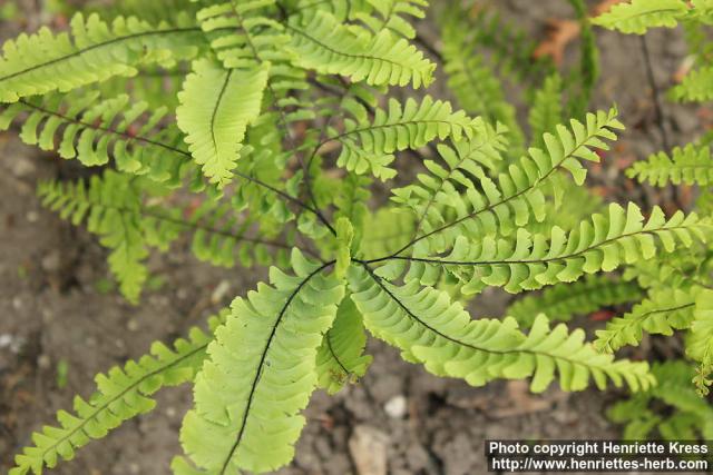 Photo: Adiantum pedatum 4.