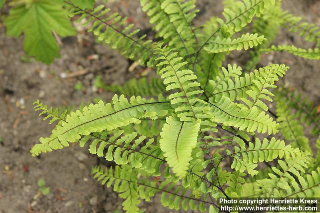 Photo: Adiantum pedatum 5.