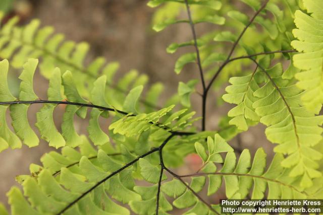 Photo: Adiantum pedatum 6.