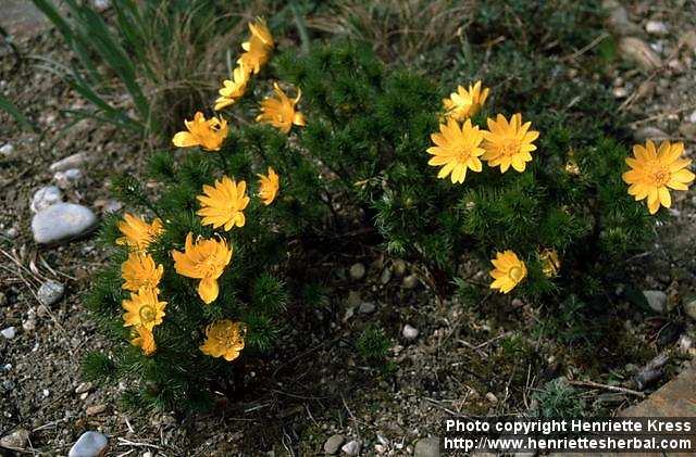 Photo: Adonis vernalis.