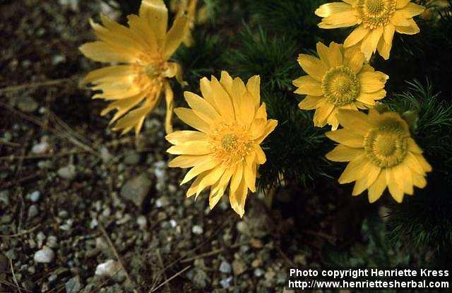 Photo: Adonis vernalis 1.