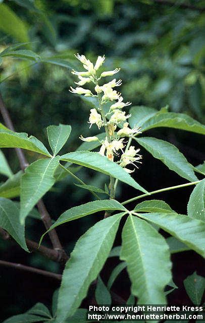 Photo: Aesculus glabra.