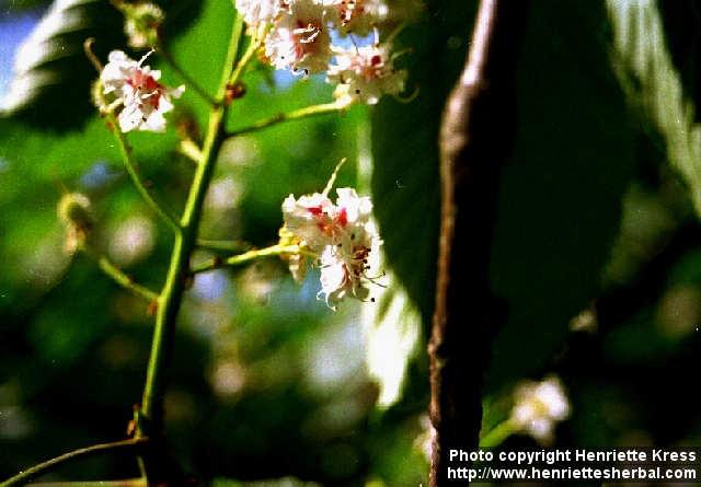 Photo: Aesculus hippocastanum 1.