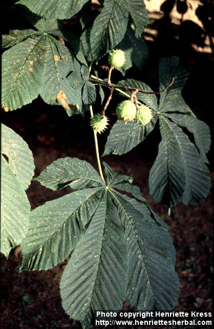 Photo: Aesculus hippocastanum 10.