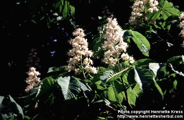 Photo: Aesculus hippocastanum 9.