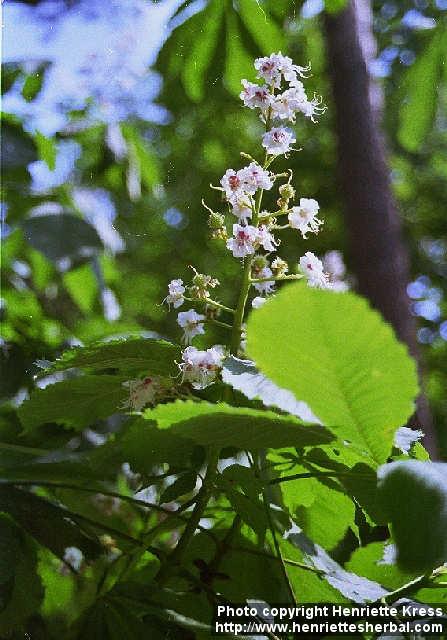 Photo: Aesculus hippocastanum.