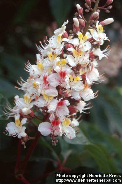 Photo: Aesculus indica 3.