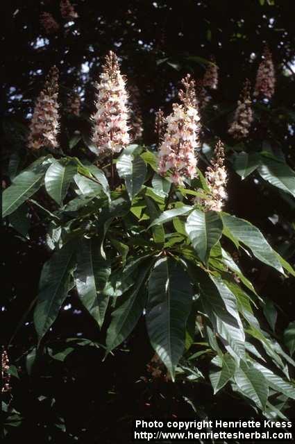 Photo: Aesculus indica.