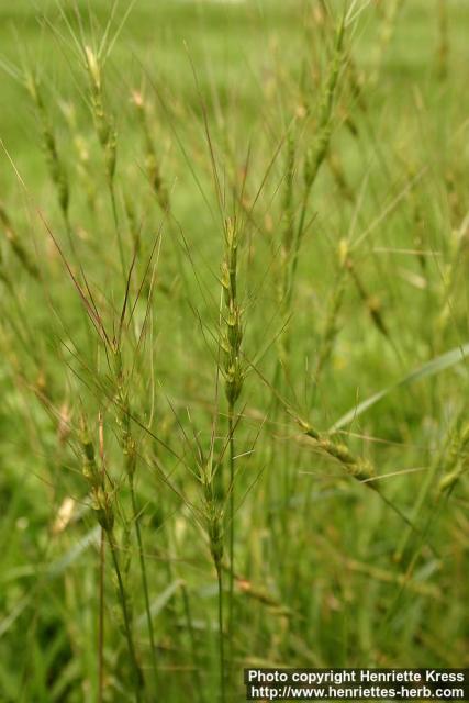 Photo: Aegilops triuncialis.