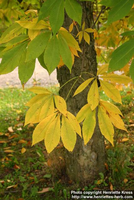 Photo: Aesculus flava.