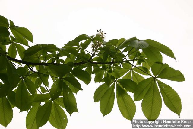 Photo: Aesculus turbinata 2.