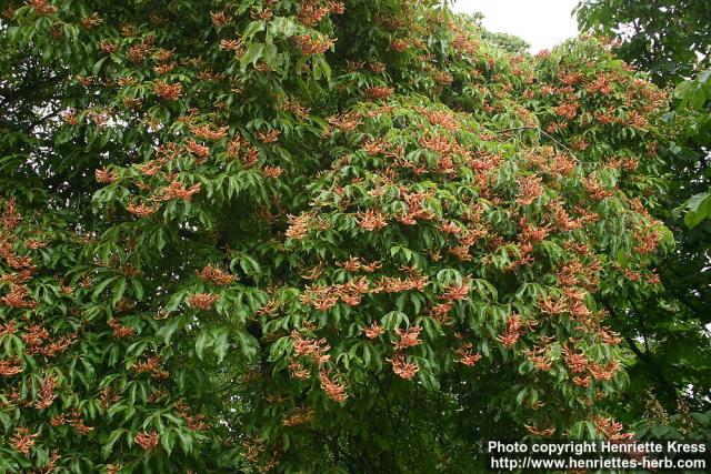 Photo: Aesculus pavia 2.