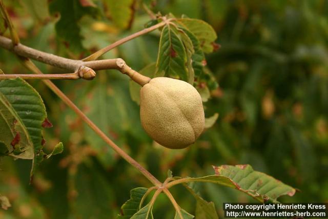 Photo: Aesculus pavia 5.